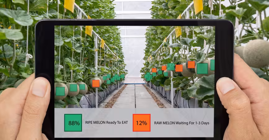 The digital farming revolution will cost workers their power, dignity, and possibly their jobs