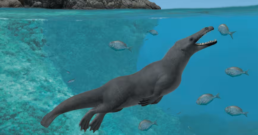 Ancient whales had four legs, and split their time between land and sea