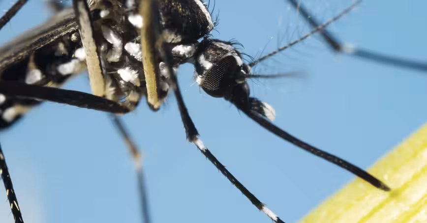 Malaria won’t be solved by feeding mosquitos sugar, researchers conclude