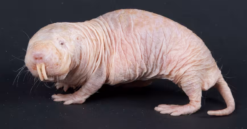 Studying naked mole-rats could be the key to breakthroughs in treating pain and cancer