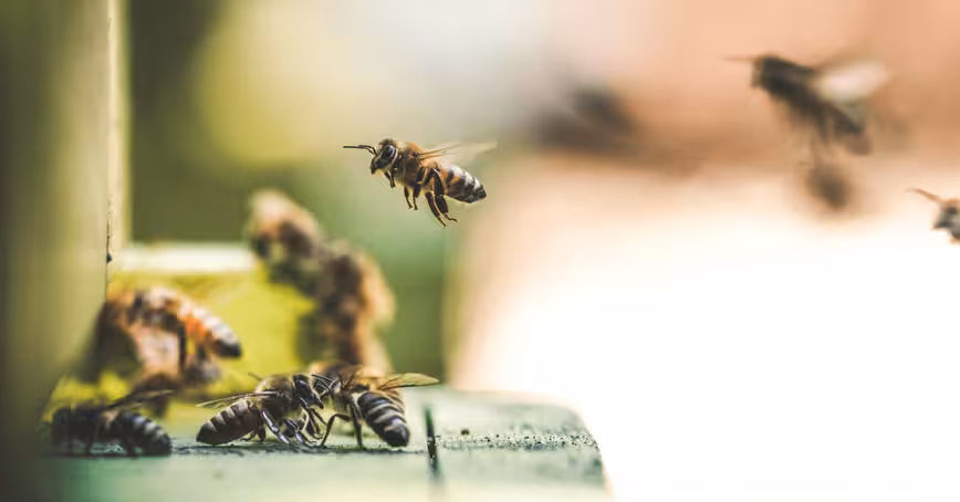New syllabuzz: scientists taught bees to understand numbers