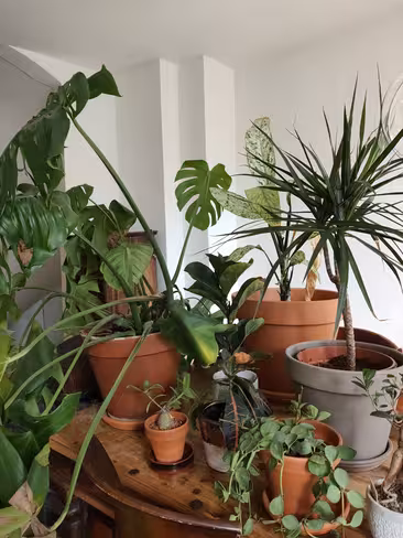 Oppo Reno review shot plants