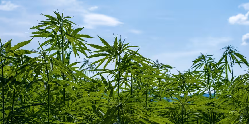 THC cartridges linked to multiple deaths: Here’s how to vape loose-leaf instead