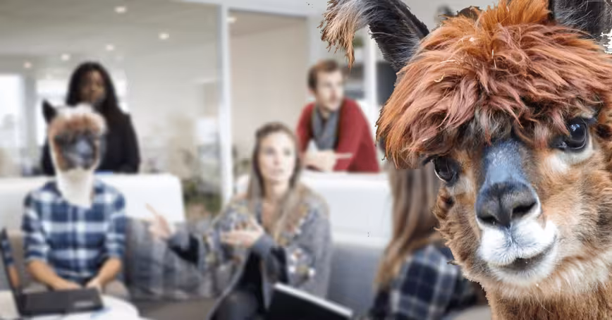 What owning an alpaca farm has taught me about running a tech startup