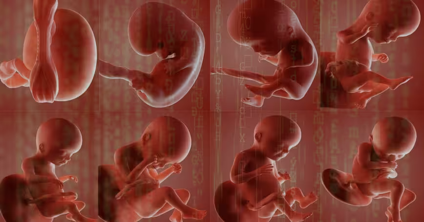 What AI analysis of placentas can teach us about childbirth and health Featured Image
