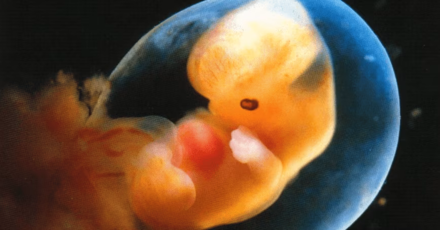 Could artificial-womb technology be a tool for women’s liberation?