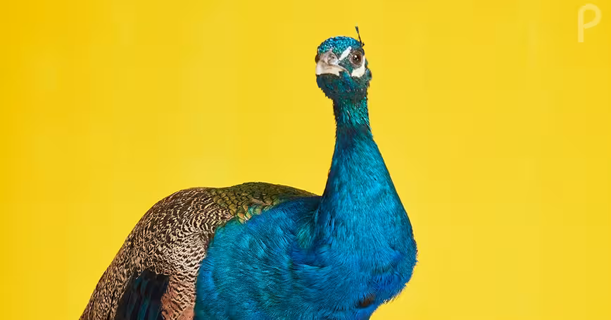 NBC’s Peacock streaming service has launched — here’s how to get started