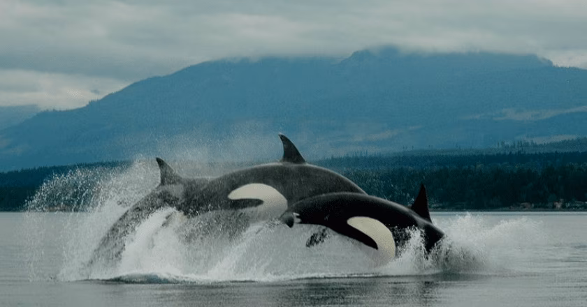 Google’s new AI model ‘listens’ to killer whales to help protect the species