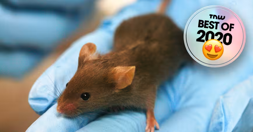 Researchers found a cure for diabetes (in lab mice)