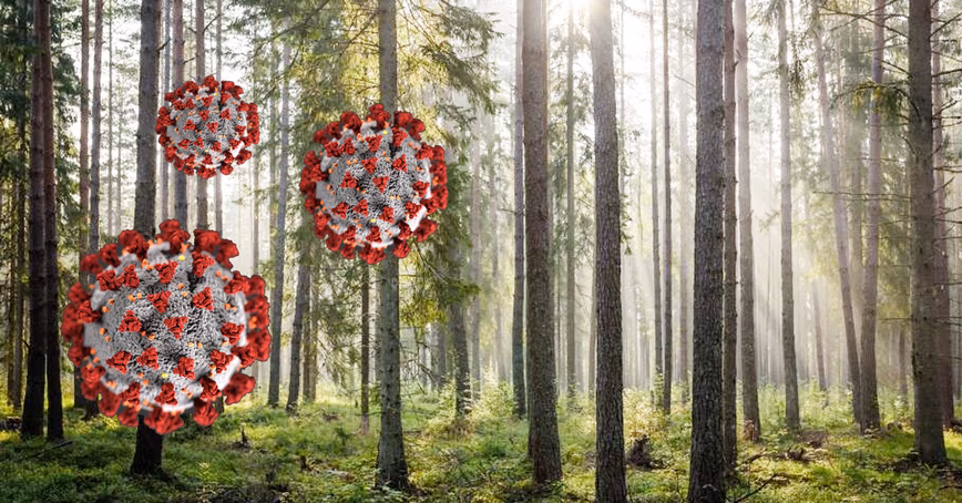 Coronavirus has slashed CO2 emissions — here’s how to keep them down