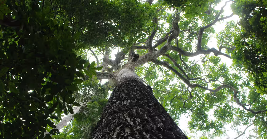 Amazon trees are actually organic time capsules for human history
