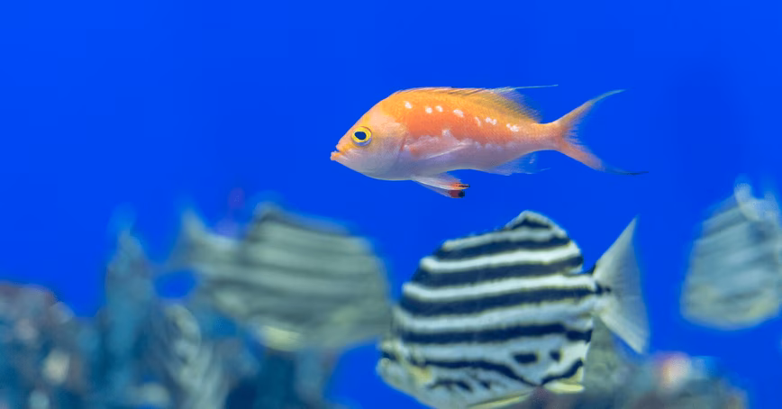 Alphabet’s AI-powered camera system will help fish live their best lives