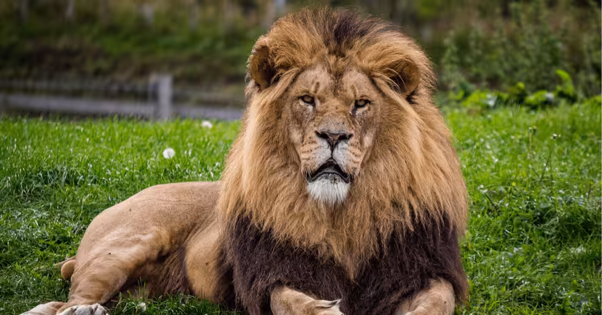 AI analyzes biology studies to find out we’re getting better at wildlife conservation