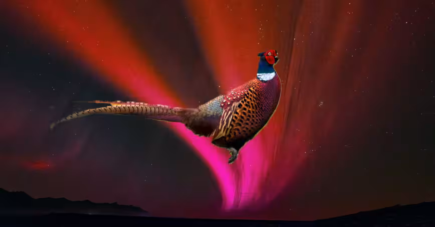 Research: Ancient Japan’s red flying pheasant may have been an aurora
