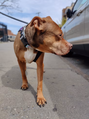 Dog caption (alt)