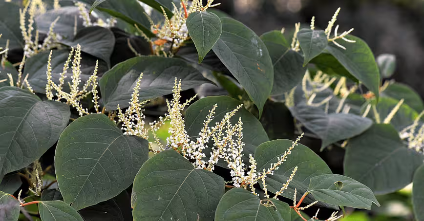 AI is tracking down the UK’s biggest foe: Japanese knotweed