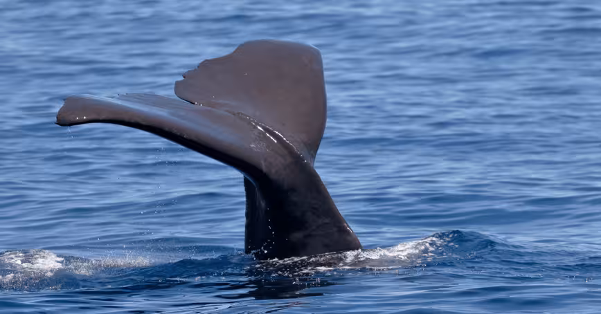 Scientists used underwater drones to find out when sperm whales like to eat
