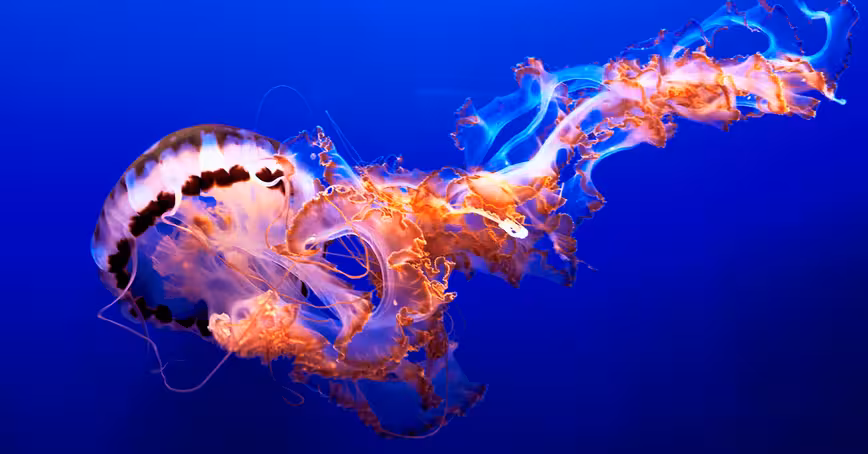 This jellyfish robot can outswim its squishy animal cousin