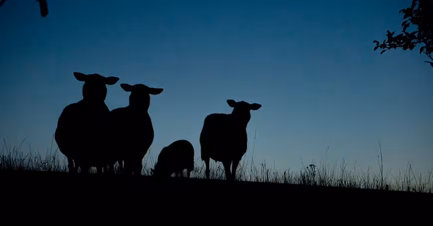 Nocturnal animals keep getting lost — and light pollution is to blame