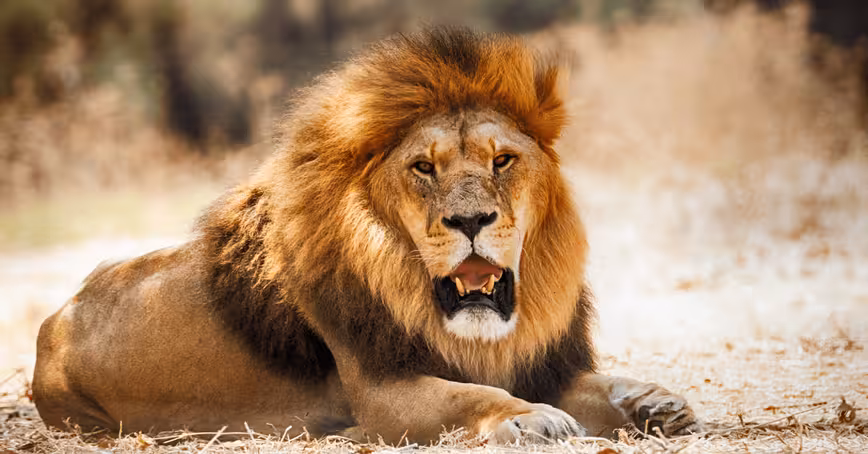 AI discovers that every lion has a unique and trackable roar