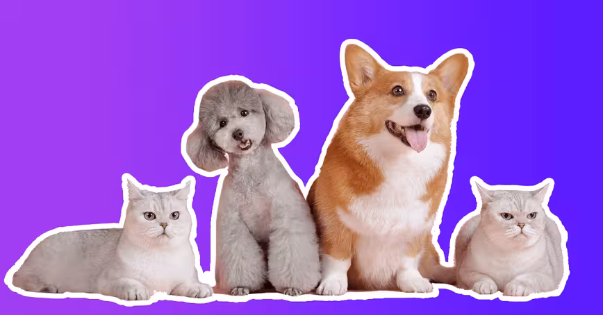 How do you build a pet-friendly gadget? We asked experts and animal owners