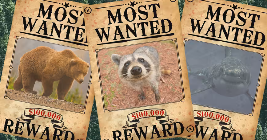 We should hold animals accountable for their crimes. Here’s how AI can help