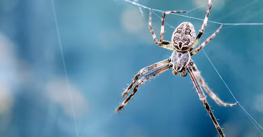 Spider legs build webs without the brain’s help — and could inspire robot limbs