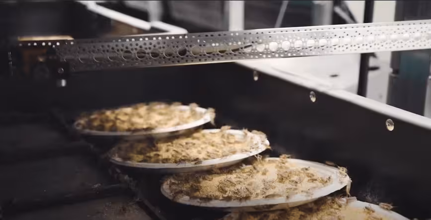 AI can now farm crickets (and hopefully solve world hunger in the process)