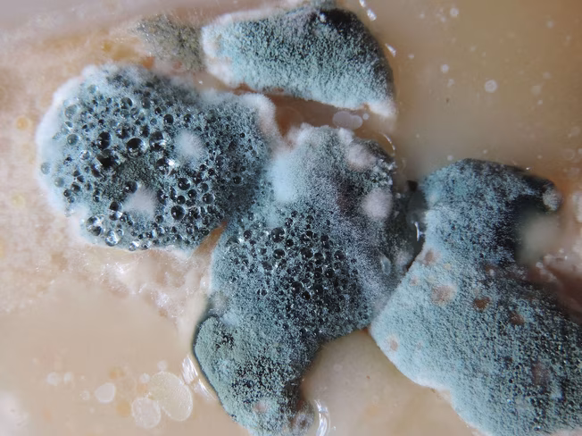 mold not yet killed by dehumidifier 