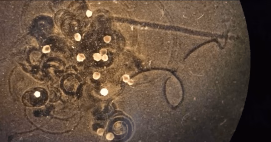 Scientists have created living robots that can self-heal and record memories