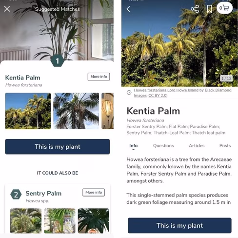 Plant ID uses AR to recognize plants.