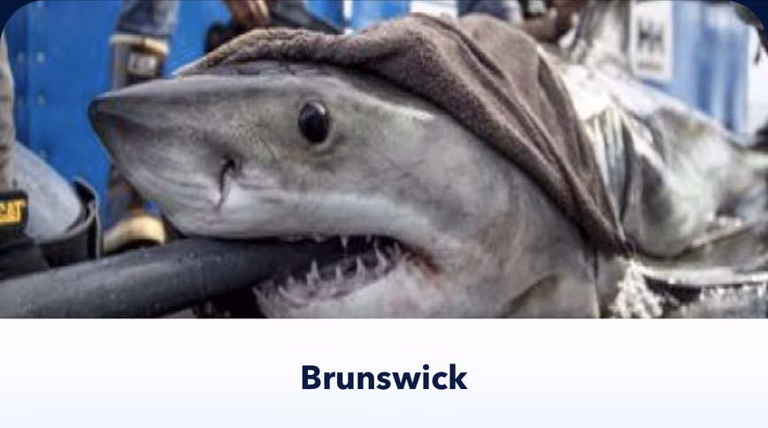brunswick shark tracker app