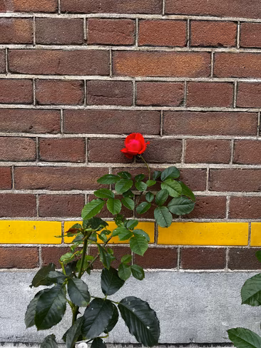 iPhone 13 image sample