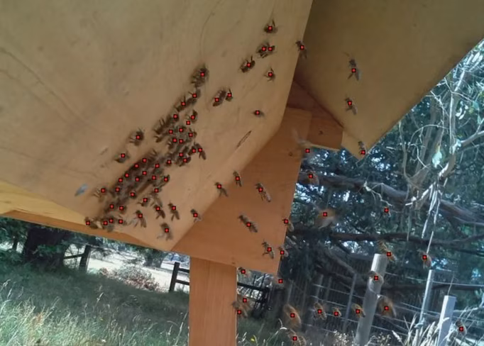 FOMO-bee-detection