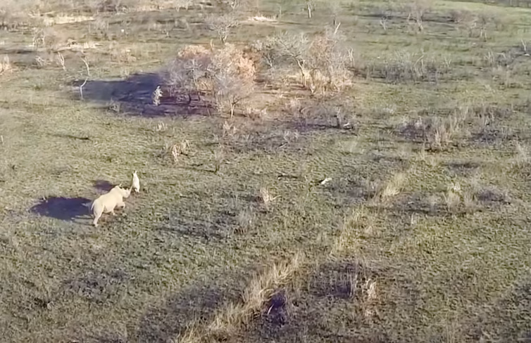 drones and poachers