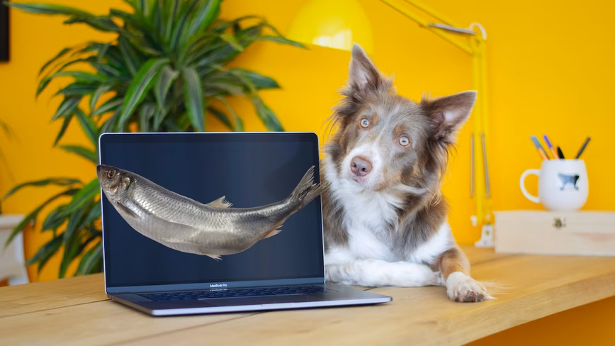 5 ways to identify job phishing schemes Featured Image