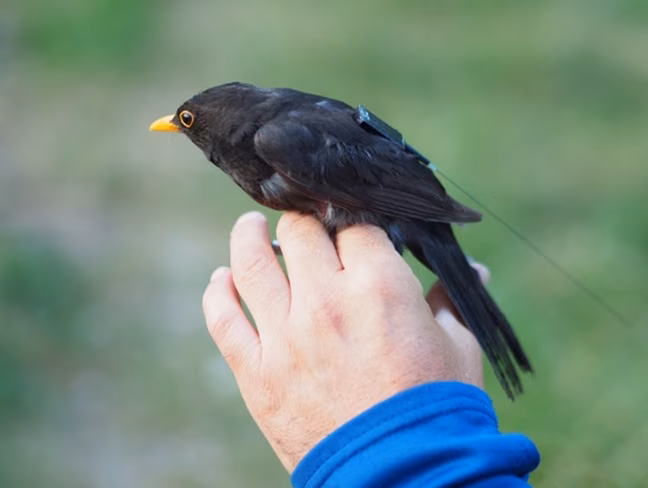 A blackbird fitted with a GPS transmitter. Credit: Talos