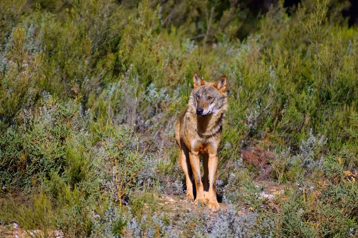 As Iberian wolf