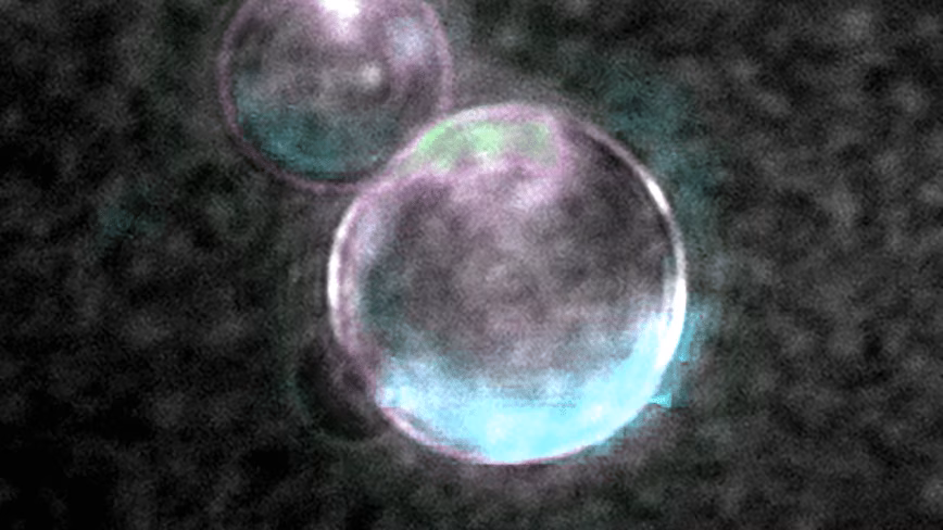 Scientists built a cell from scratch that eats, divides and evolves. They just won’t call it alive
