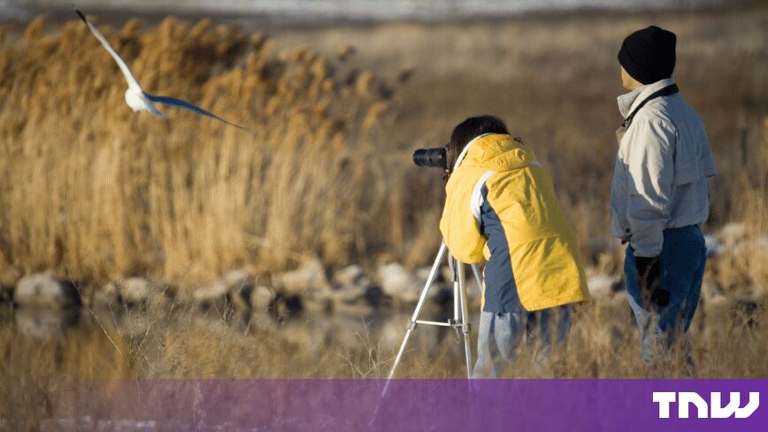 В Бразилии появилась редкая птица. Искусственный интеллект её туда поместил.