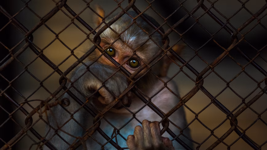 $26,000 lab monkeys are the strange measure of China’s biotech boom