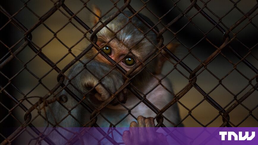 $26,000 lab monkeys are the strange measure of China’s biotech boom