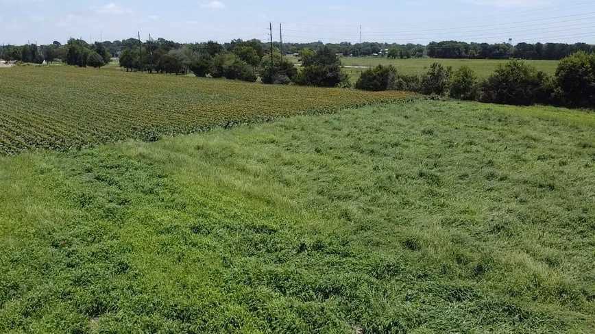 A green field beside a crop field in rows, with power lines and trees along the horizon.